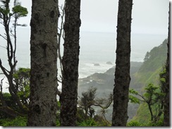 Through the trees