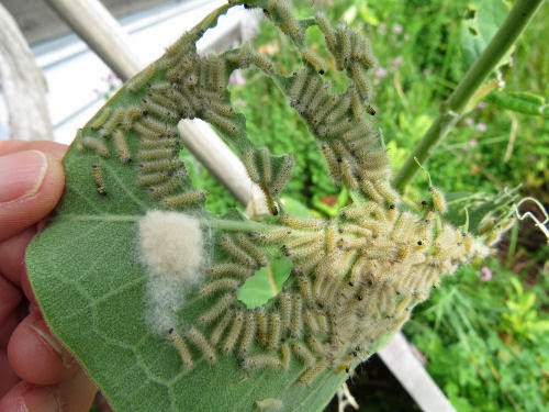 milkweed tussock moth caterpillar