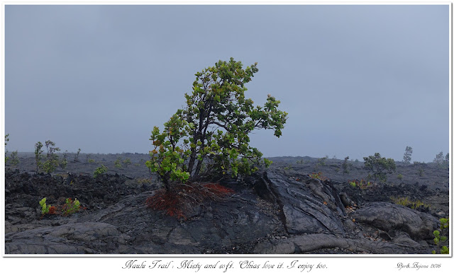 Naulu Trail: Misty and soft. Ohias love it. I enjoy too.