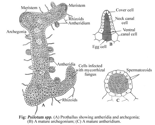 Psilotum Structure of Gametophyte