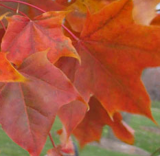Pacific Sunset Maple tree Pros & Cons, Size, Growth rate, Problems, Roots