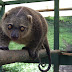 15 Binatang Marsupilia Asli Indonesia
