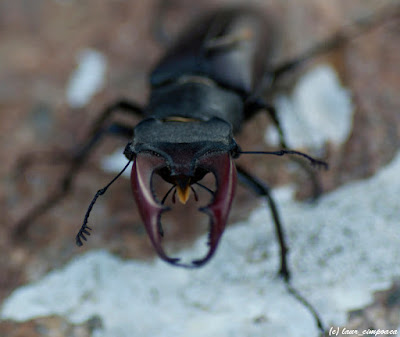 Radasca Lucanus cervus Stag Lucanidae Hirschkäfer Szarvasbogárfélék