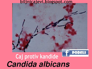 kandida candida albicans maticnjak zlatica,kamilica pelin