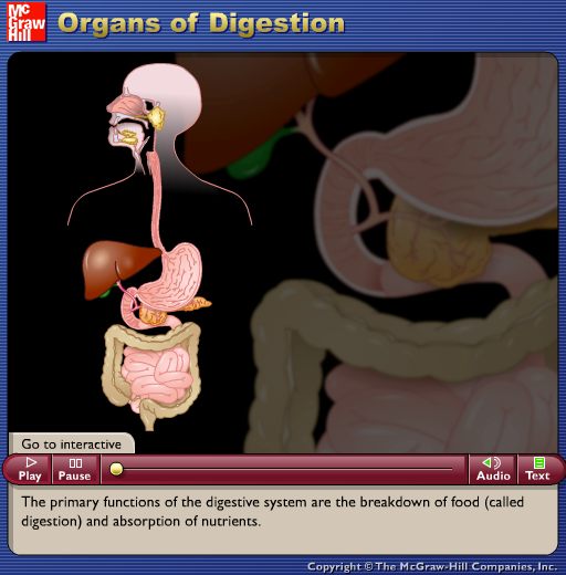 http://highered.mcgraw-hill.com/sites/0072495855/student_view0/chapter26/animation__organs_of_digestion.html