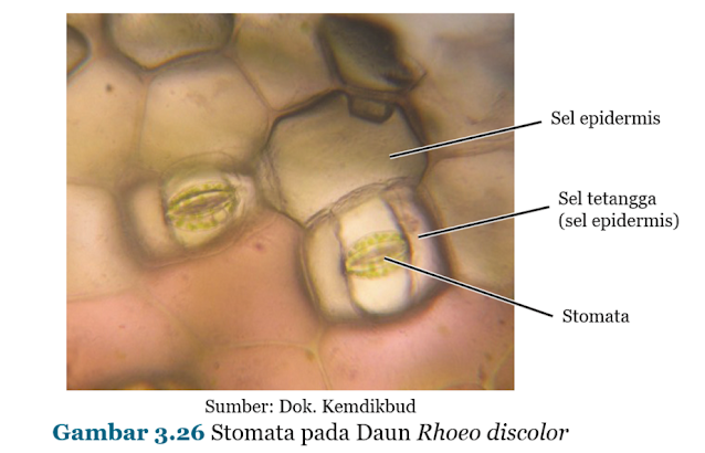 Gambar Stomata pada Daun Rhoeo discolor