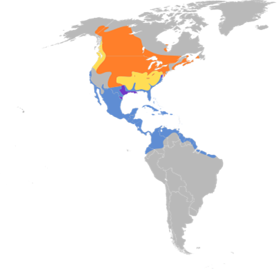 Distribución de Spatula discors: anaranjado, territorio de reproducción nativa; amarillo, territorio de paso durante la migración; púrpura, nativo no migratorio; azul, territorio de invierno.