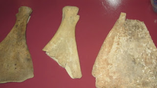 Oracle bones