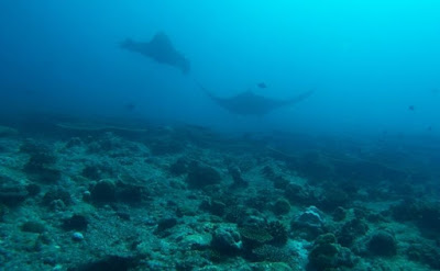 Bucear con Mantas Gigantes en las Maldivas, submarinismo en Dhigurah.