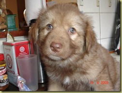 Renzo 2 meses