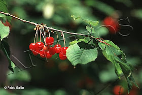 Anthos