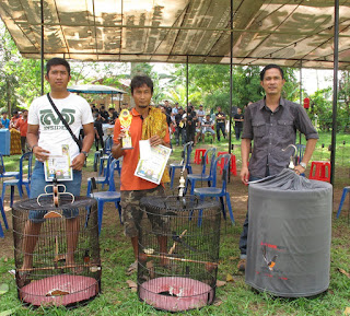 Juara 1, 2 dan 3 murai batu KPKJ