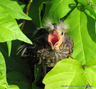 Juvenile Red-winged Blackbird