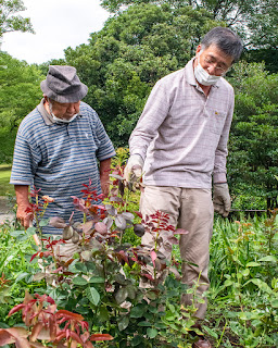 バラ栽培講習会　実習　HTの整枝　夏の元肥入れ