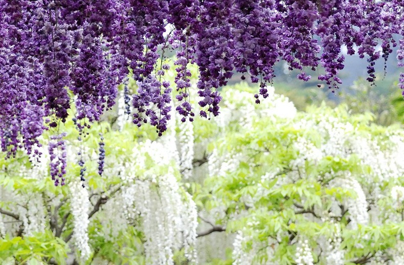 ashikaga-flower-park-23
