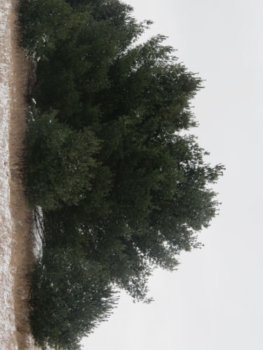 the letter B in pine trees