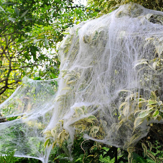 1000 sqft Stretch Spider Web for Indoor and Outdoor Halloween Decorations, Halloween Theme Party