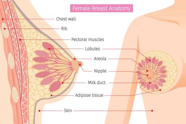 Interesting-facts-female-body-breasts-atozfacts-human-body-facts