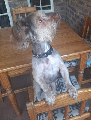 Chester Yorkie boy standing on a chair