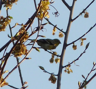 goldfinch