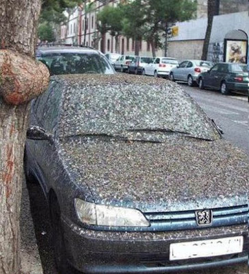 Car Is The Best Target When Animals Gone Wild Seen On  www.coolpicturegallery.us