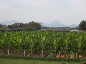 Banana plantations and the last mountains of Western Ghats on way to Kanyakumari.