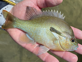 Redbreast Sunfish, Redbreast Sunfish on the Fly, Sunfish, Sunfish on the Fly, Sunfish of Texas, San Gabriel River, Georgetown, Texas, Fly Fishing, Fly Fishing Texas, Texas Fly Fishing, Texas Freshwater Fly Fishing, Fly Fishing the San Gabriel River