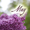 May lilacs by magic_art