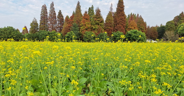 嘉義民雄寶珠湖落羽松油菜花田，嘉義版天使的眼淚農村風情