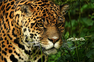 Tiger in Dartmoor Zoological Park.