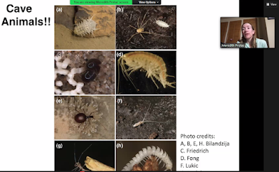 Cave Animals and their characteristics!