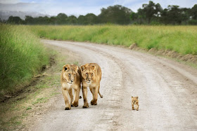 baby lion and two lionesses, funny animal pictures of the week