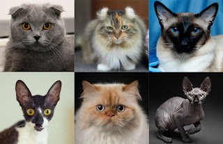 Types Of Cats