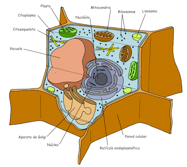 la celula procariota y eucariota. dresses celula vegetal partes.