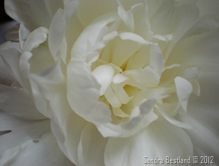 Peony White5