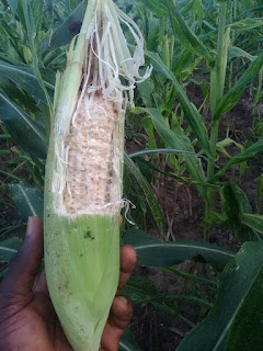 "The Parrot is a very wicked bird!" Nigerian man laments after birds cause devastation to his maize plantation