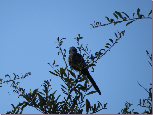 scrubjayIMG_8453