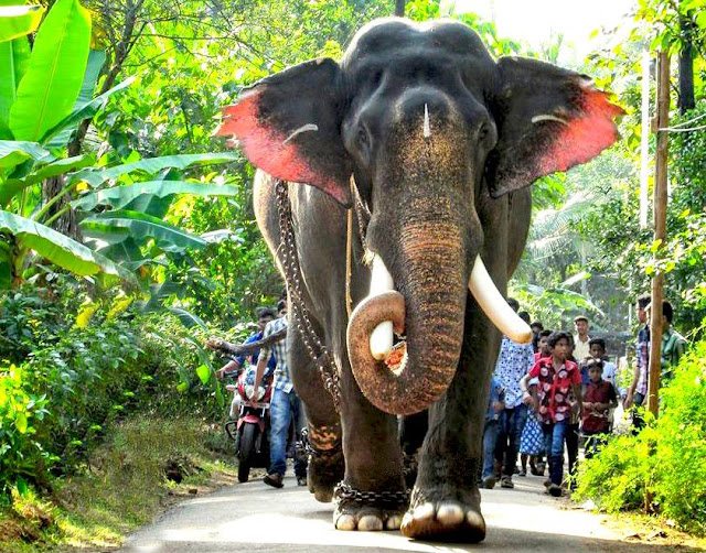 Pampadi Rajan photoKerala Elephants Images