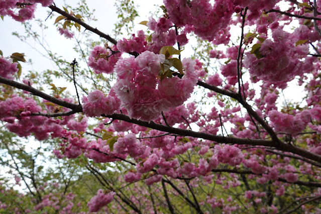 鳥取県西伯郡伯耆町小林 マウンテンストリームきしもと ヤエザクラ（八重桜）