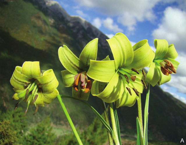 Лилия желтоватая (Lilium xanthellum). Вариации окраски околоцветника