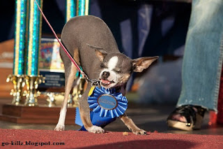 anjing-terjelek-di-dunia