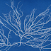 Blue is the Most Relaxing Colour, Scientists Say