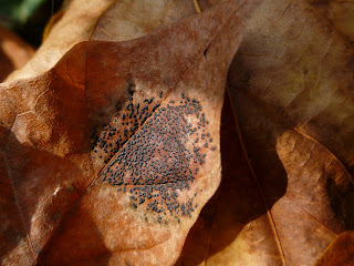 Speckled Tar Spot (Ryhtisma punctatum)