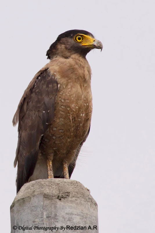 Helang Kuik Crested Serpent-Eagle