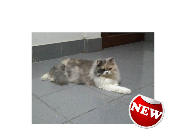 CATZ LOVER PETSHOPS: Kucing Untuk Dijual(NEW!!!!)