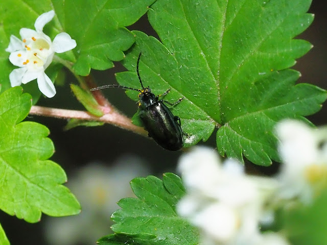 カミナリハムシの一種