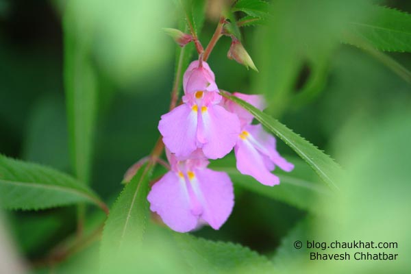 3 pink flowers on way to Kas plateau