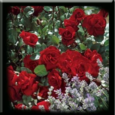  Bunga  Mawar  Cara Mencegah Penyakit Bunga  Semak dan 