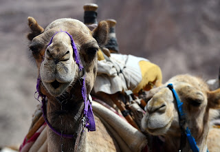 close-up of camels face in negev desert near eilat israel