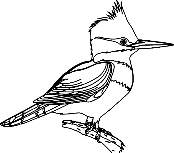Download Tropical Bird Animal Coloring Pages